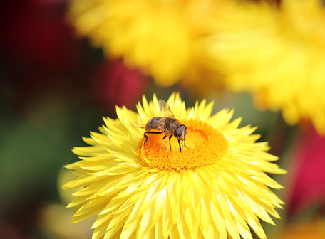 Bee on a Daisy