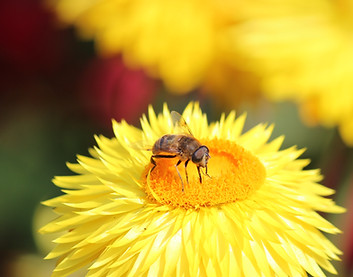 Bee on a Daisy