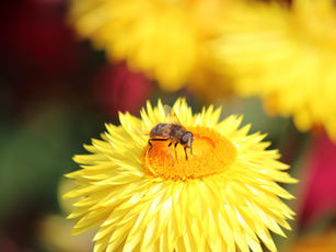 Bee-friendly Urban Wildflower Meadows