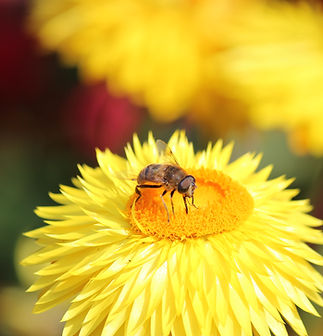 Biene auf einem Gänseblümchen
