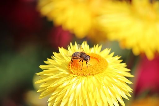 Bee on a Daisy