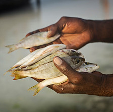 Hands Holding Fish