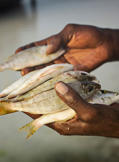 Hände halten Fisch
