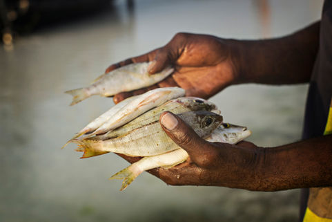 Semana Santa: A tener cuidado con el consumo de productos de la pesca