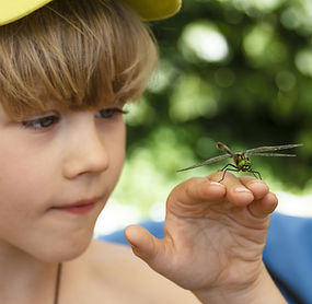 Tvořivá dílna - Výprava do hmyzí říše
