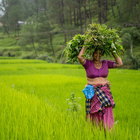 Rice Crop