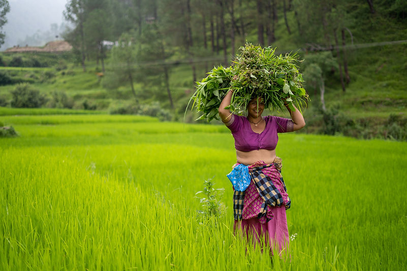 Rice Crop