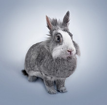 Funny Bunny