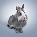 Gray Fluffy Rabbit