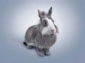 Die besten Haustier Angebote im April 2022