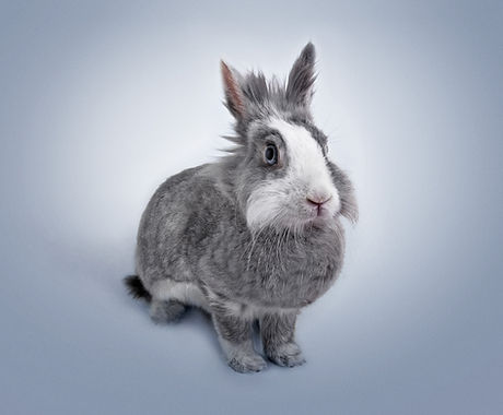 Funny Bunny