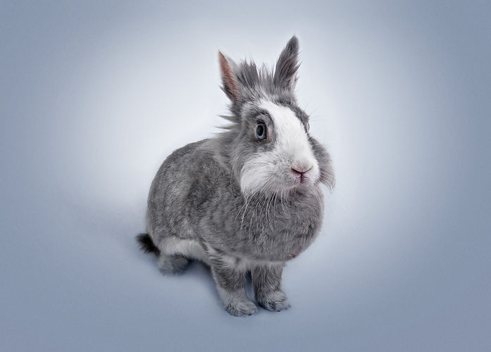 Funny Bunny