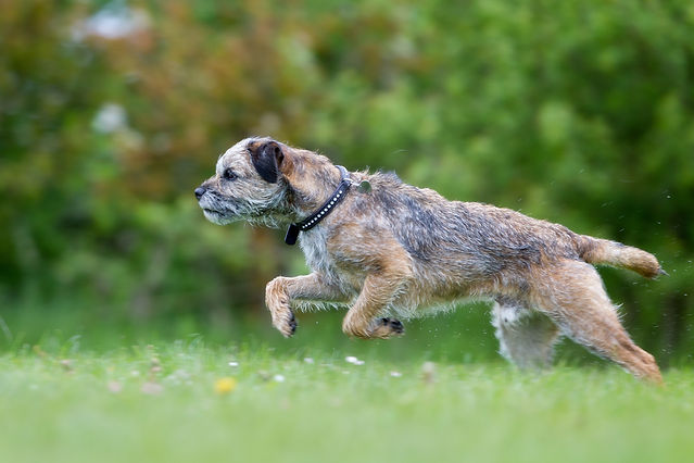 A dog running on the ground