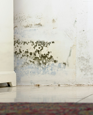 Mould Stains on Damp Wall and Door behind Cabinet due to condensation.
