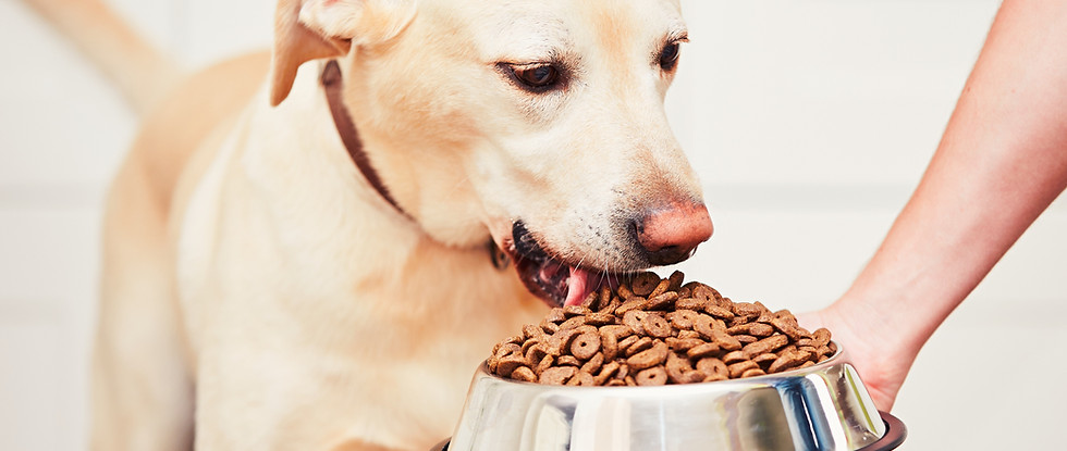 Dog Eating Kibble