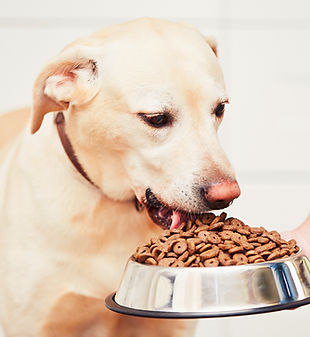 Temps d'alimentation