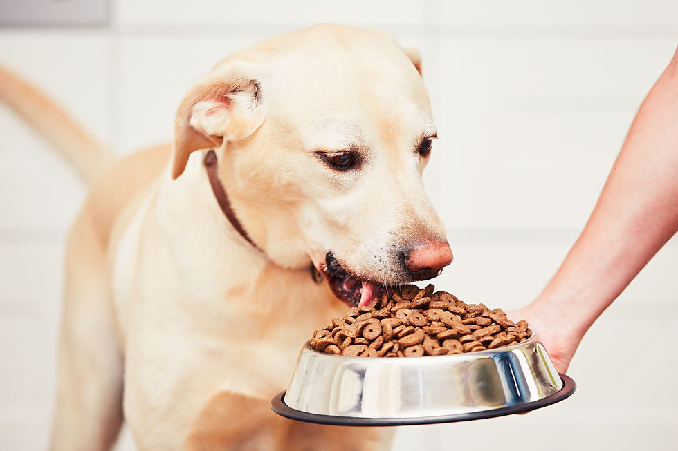 Dog Eating Kibble