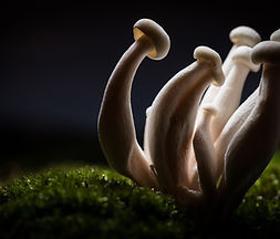 Mushrooms