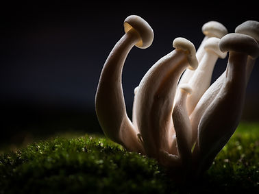 Champignons sur mousse