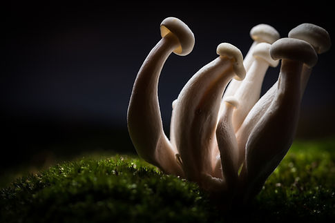 Hongos