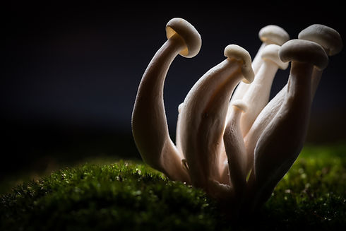 Mushrooms