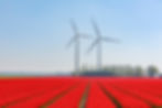 Tulpenveld en windmolens
