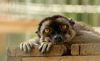 Brown Lemur