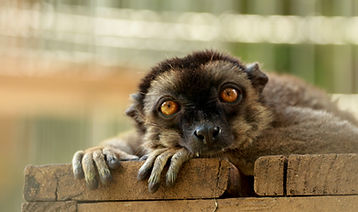 Brown Lemur