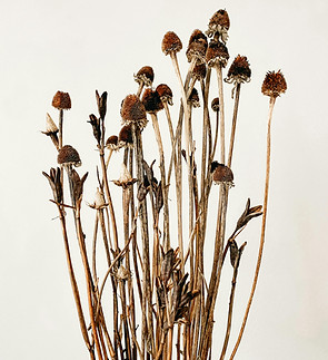 Dried Flowers Arrangement