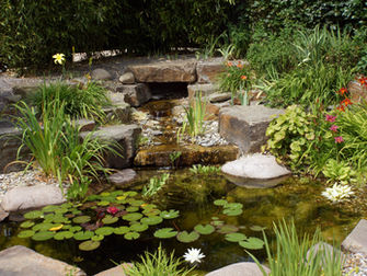 Beginners Guide to Marginal Pond Plants