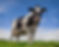 A black and white Holstein cow stands in a green field under a blue sky.