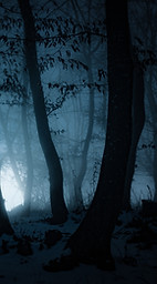 Foggy Forest at Night