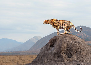 Cheetah on Rock