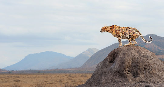 Cheetah
