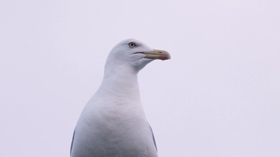 Seagull on a Cliff