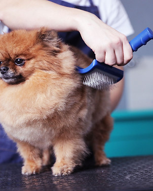 Brushing the Fur