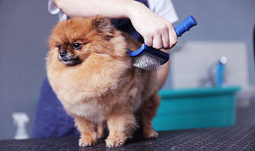 Dog Grooming Session