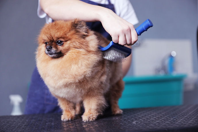 Brushing the Fur
