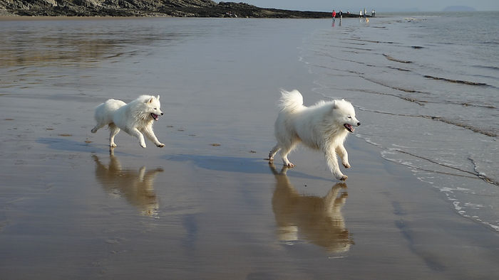 Cachorros na praia