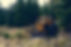 Yellow Bulldozer Forest