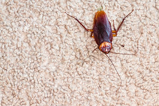 close-up image of cockroach