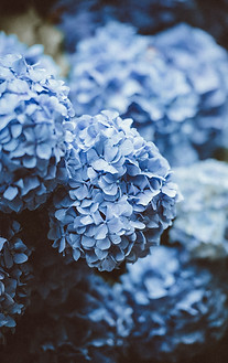 Blue Hydrangeas