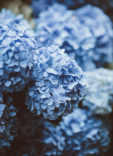 Hydrangeas