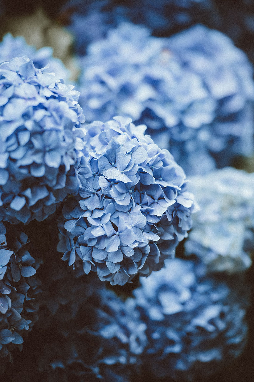 Hydrangeas