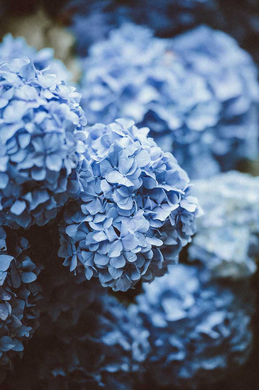 Hortênsias