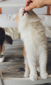 Cat Feeding