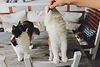 Cat Feeding
