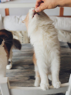 多頭飼いでも安心