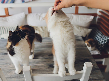 Cat Feeding