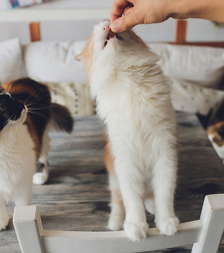 Cats Eating Treats